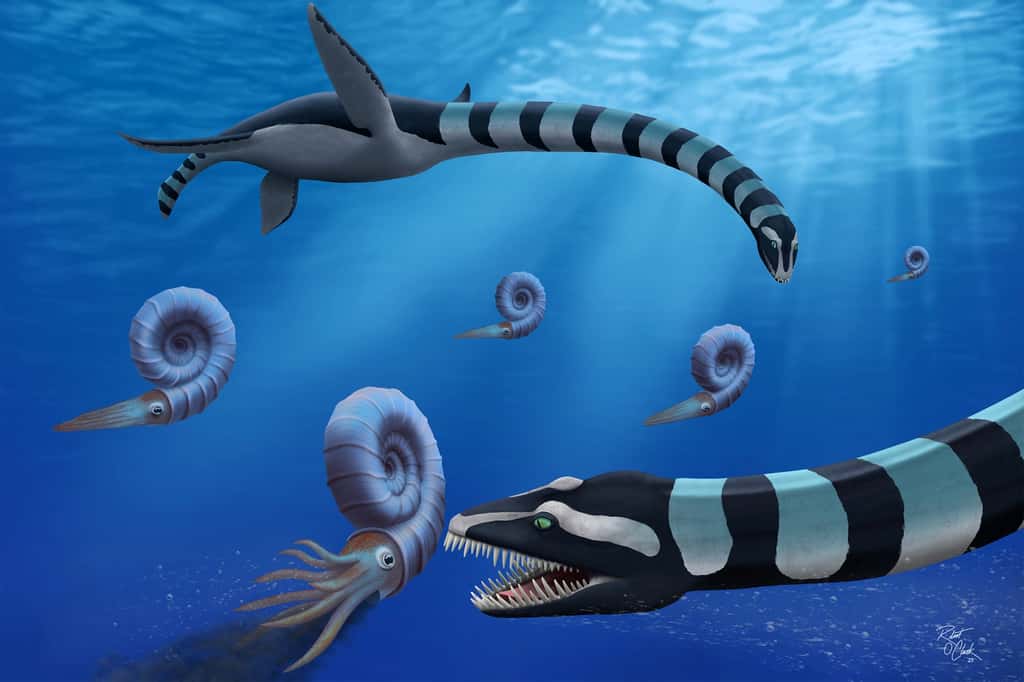 Deux individus de Traskasaura sandrae chassent l'ammonite Pachydiscus dans le Pacifique Nord au Crétacé supérieur. Traskasaura sandrae, nommé aujourd'hui dans le Journal of Systematic Paleontology, a été déclaré fossile provincial de la Colombie-Britannique en 2023. © Robert O. Clark